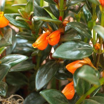 Photo of the plant species Goldfish Plant by @DarlingElkweed named Your plant on Greg, the plant care app