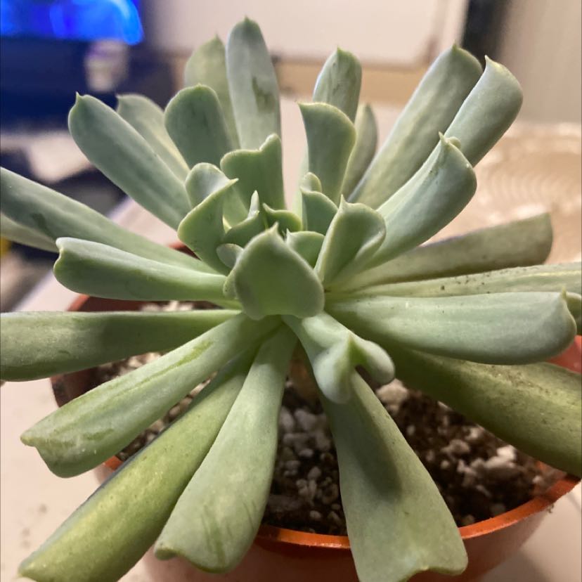 Photo of the plant species Echeveria Runyonii by @Tokwiz named Succ 17 on Greg, the plant care app