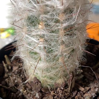 Silver Cluster Cactus plant in Somewhere on Earth