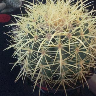 Golden Barrel Cactus plant in Somewhere on Earth