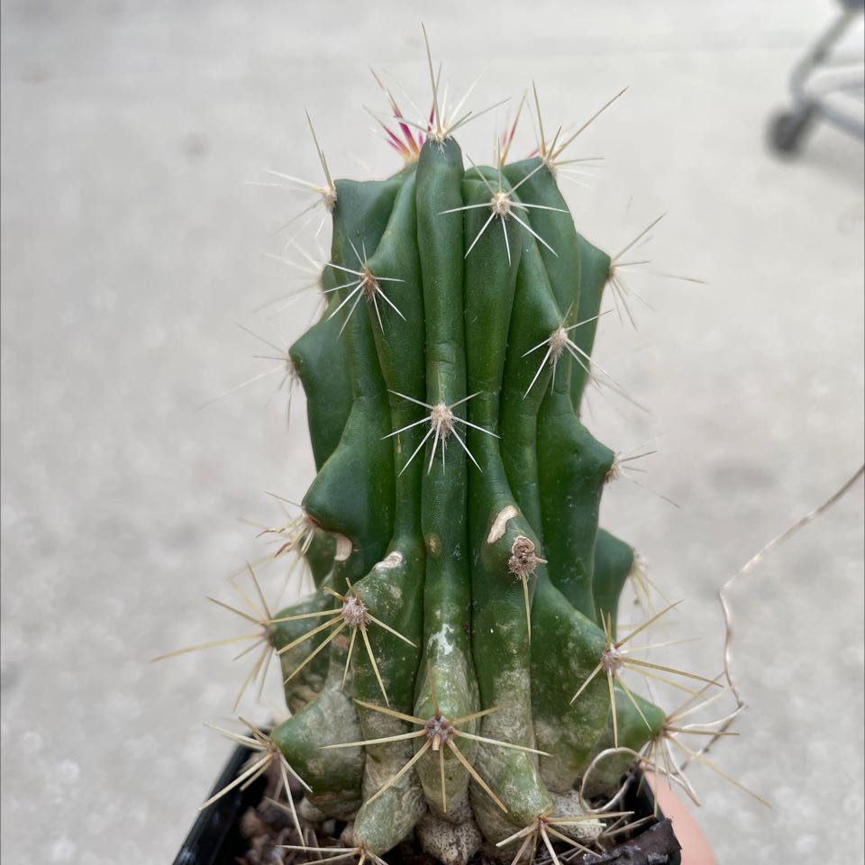 Photo of the plant species Hedgehog Cactus by @ZeldaWasser named Sonic on Greg, the plant care app