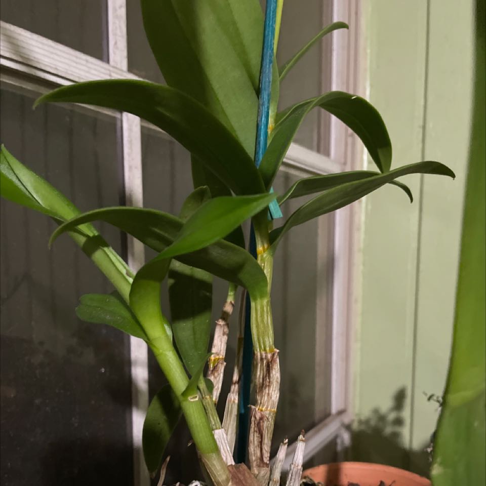 Photo of the plant species Dendrobium 'Hawaiian Green' by @ZeldaWasser named Hula on Greg, the plant care app