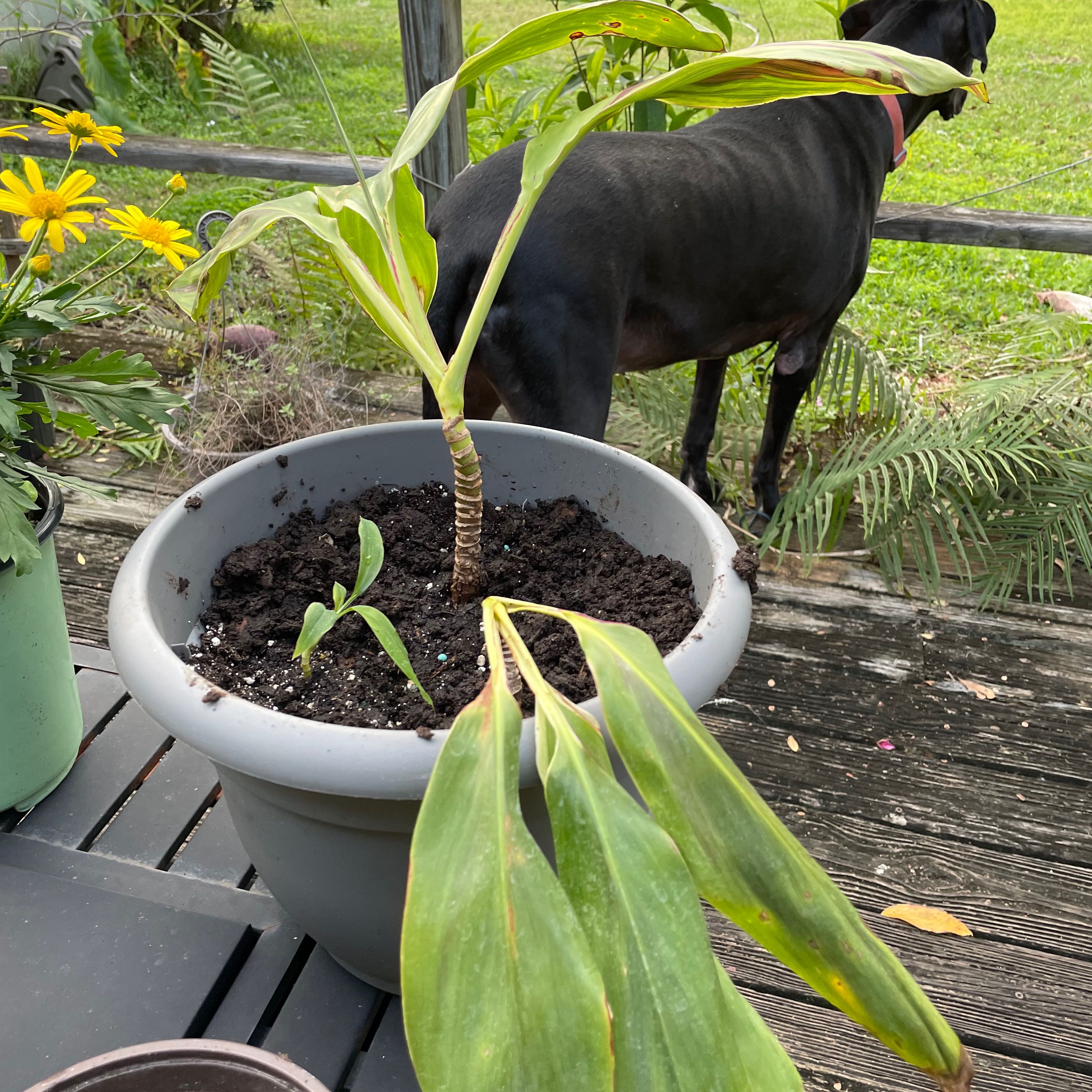 Photo of the plant species Ti plant by @ZeldaWasser named Ti on Greg, the plant care app