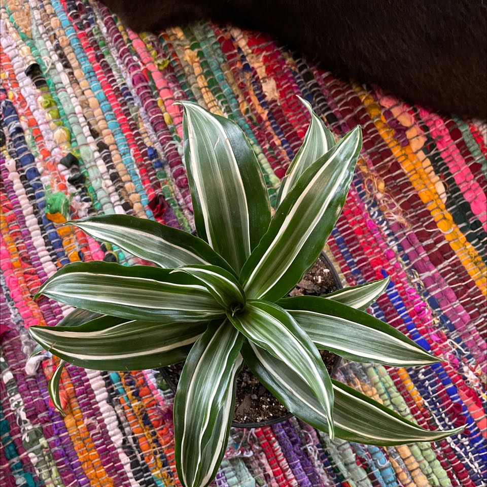 White Jewel Dracaena plant with healthy green and white striped leaves on a colorful rug.