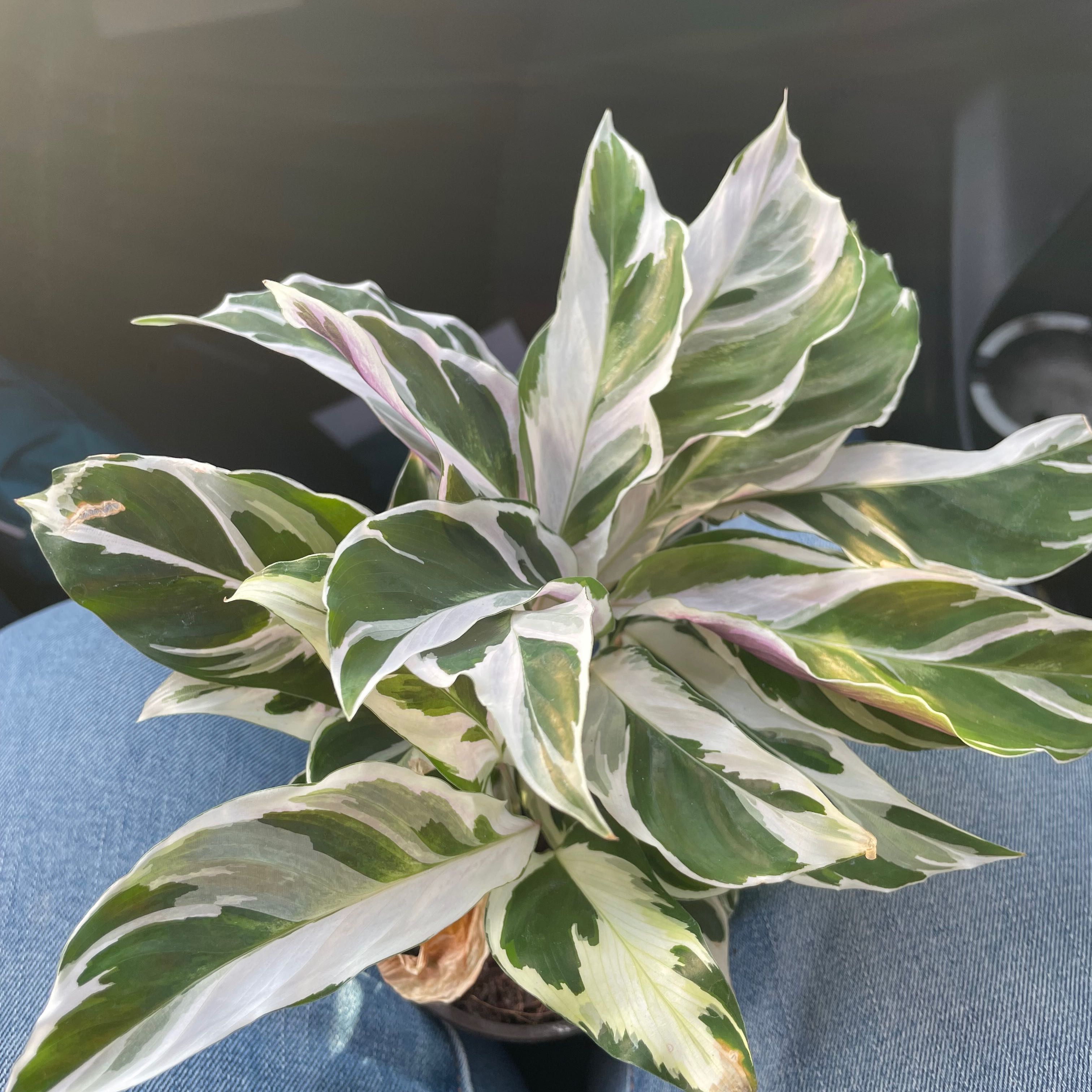 Photo of the plant species Calathea 'White Fusion' by @ZeldaWasser named Jolene on Greg, the plant care app