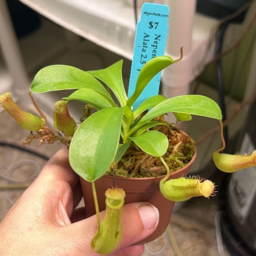 Photo of the plant species Nepenthes Alata by @ZeldaWasser named Rainier on Greg, the plant care app