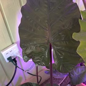 Photo of the plant species Elephant Ear by @ZeldaWasser named Kesha on Greg, the plant care app