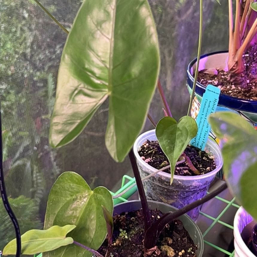Photo of the plant species Alocasia 'Black Stem' by @ZeldaWasser named Mollie on Greg, the plant care app