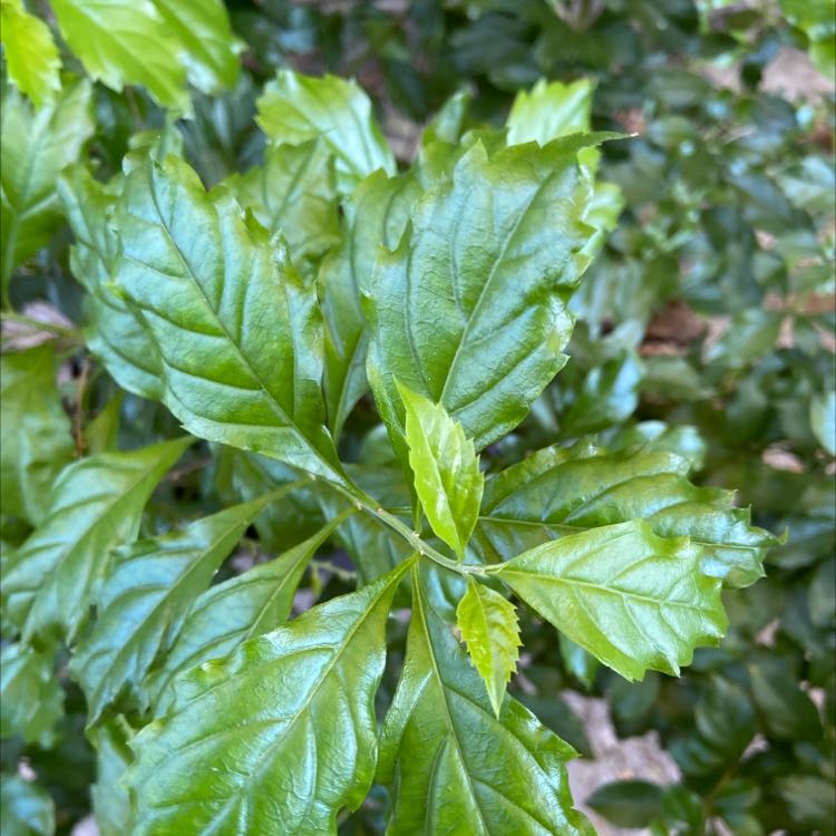 Close-up of a Golden Dewdrop plant with glossy green leaves.