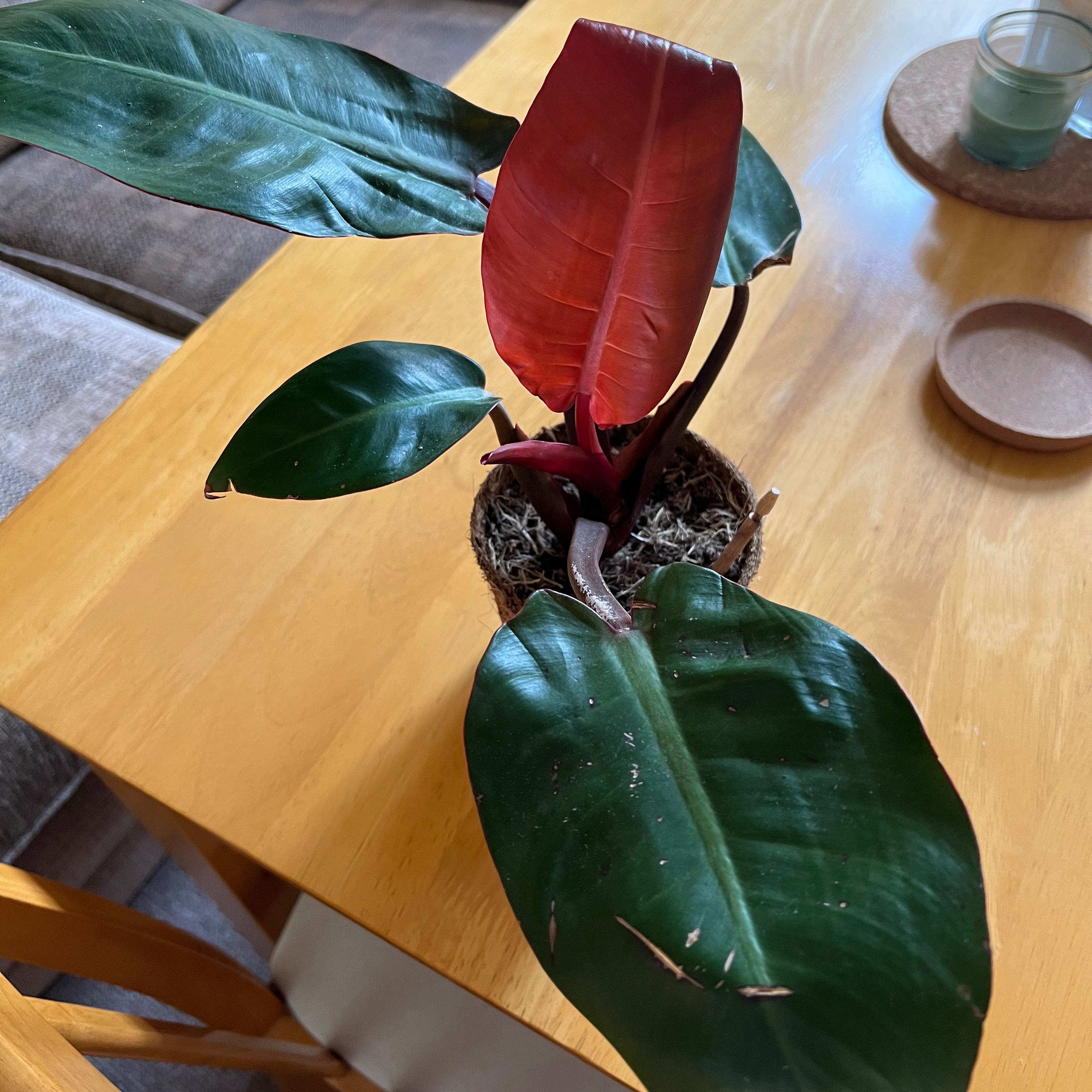 Philodendron Red Sun plant with vibrant red and green leaves in a pot on a table.