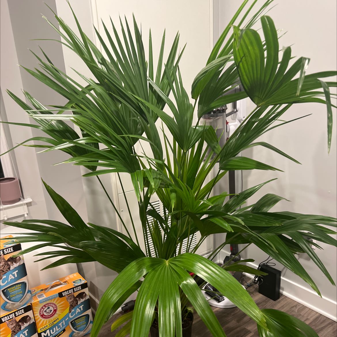 Photo of the plant species Fan Palm by @HoorayZinnia named Sherlock on Greg, the plant care app