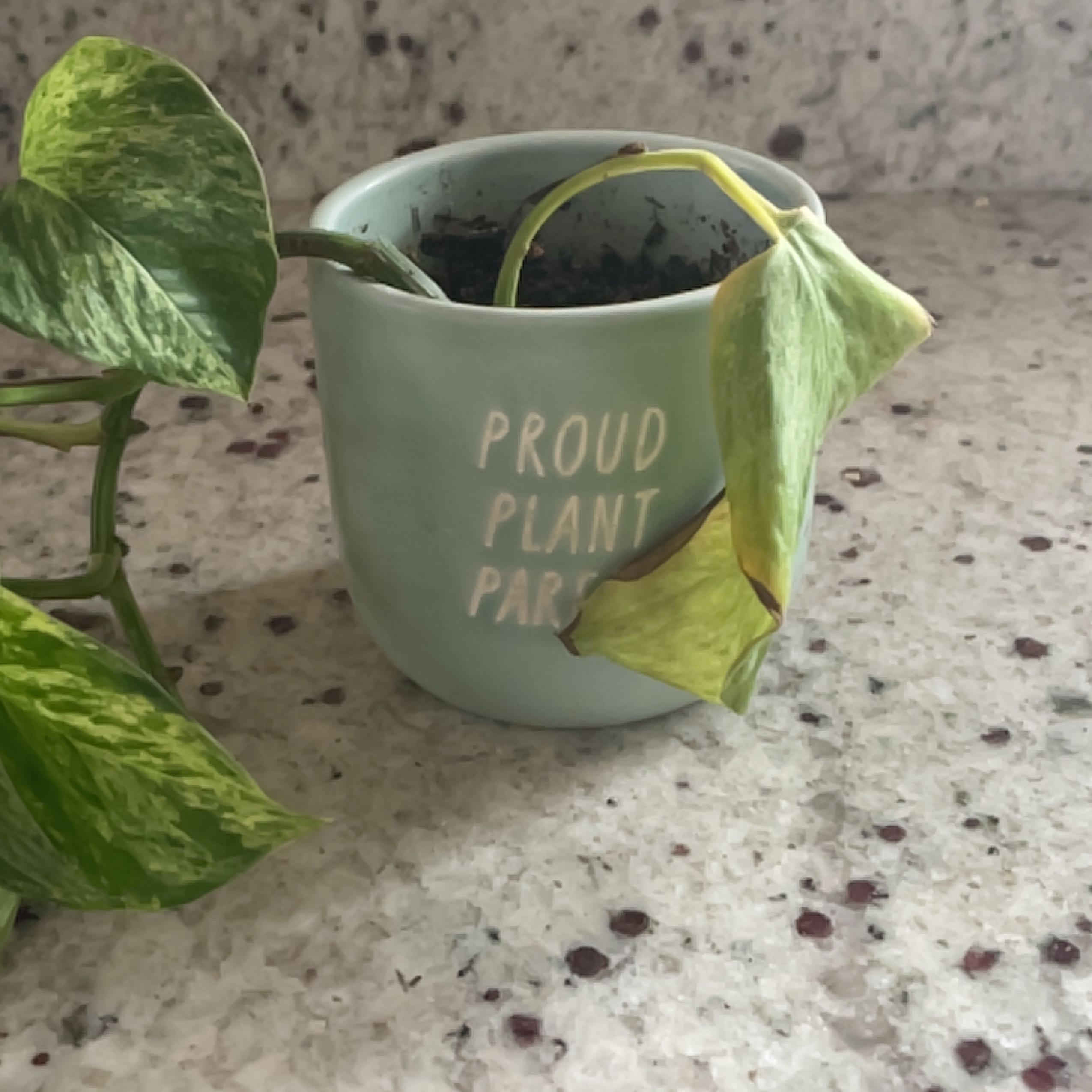 Snow Queen Pothos plant in a pot with some yellowing and browning leaves.
