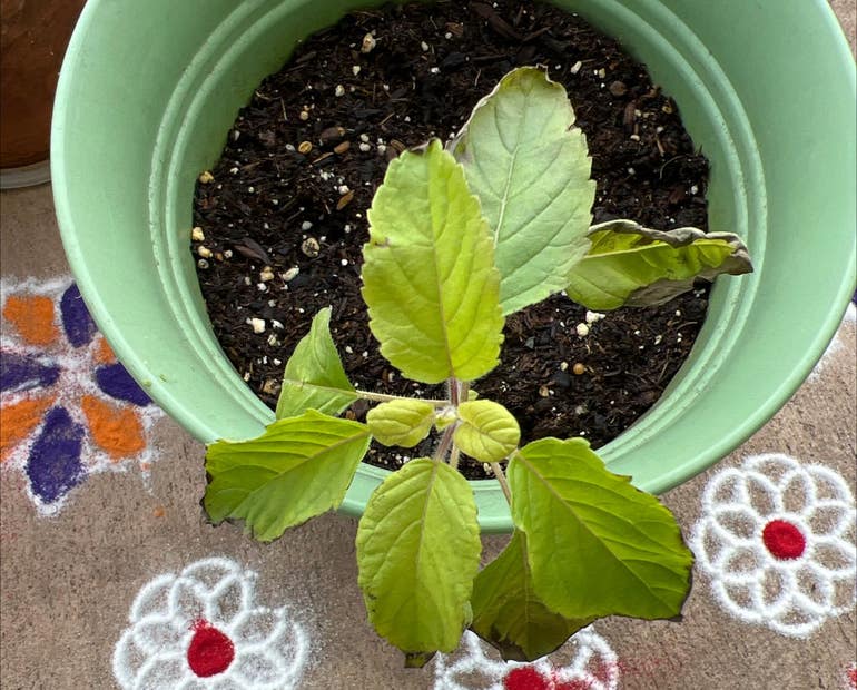 Holy Basil Leaf Holy Basil Leaf