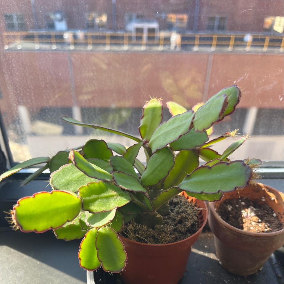 Photo of the plant species Schlumbergera × graeseri by @TidyKaramu named Your plant on Greg, the plant care app