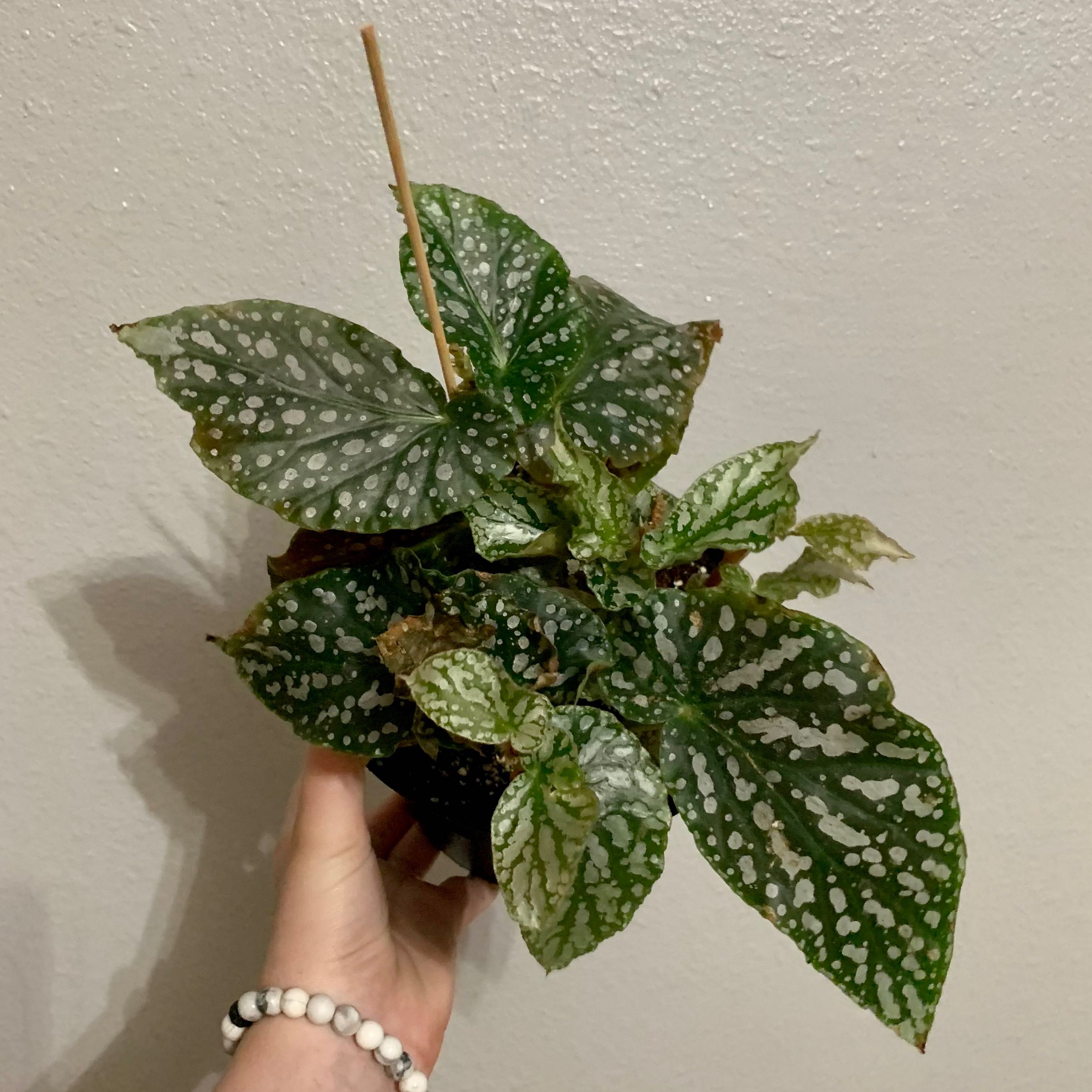 Photo of the plant species Polka dot begonia by @Teenagebean named Eva on Greg, the plant care app