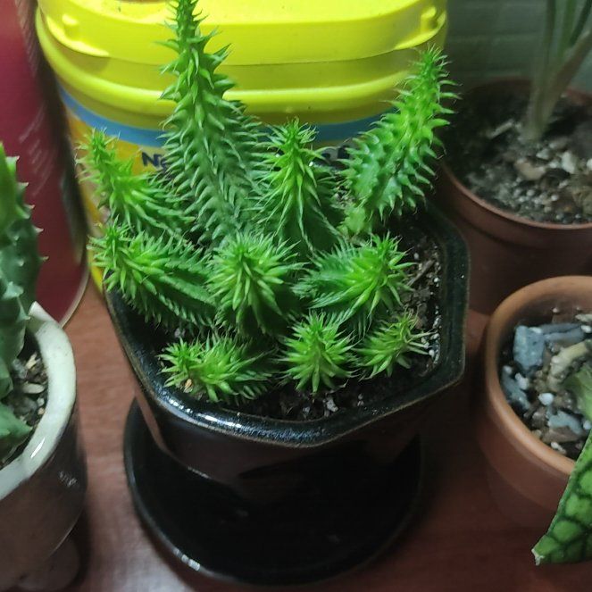 Photo of the plant species Huernia pillansii by @DotingAlula named Rainier on Greg, the plant care app