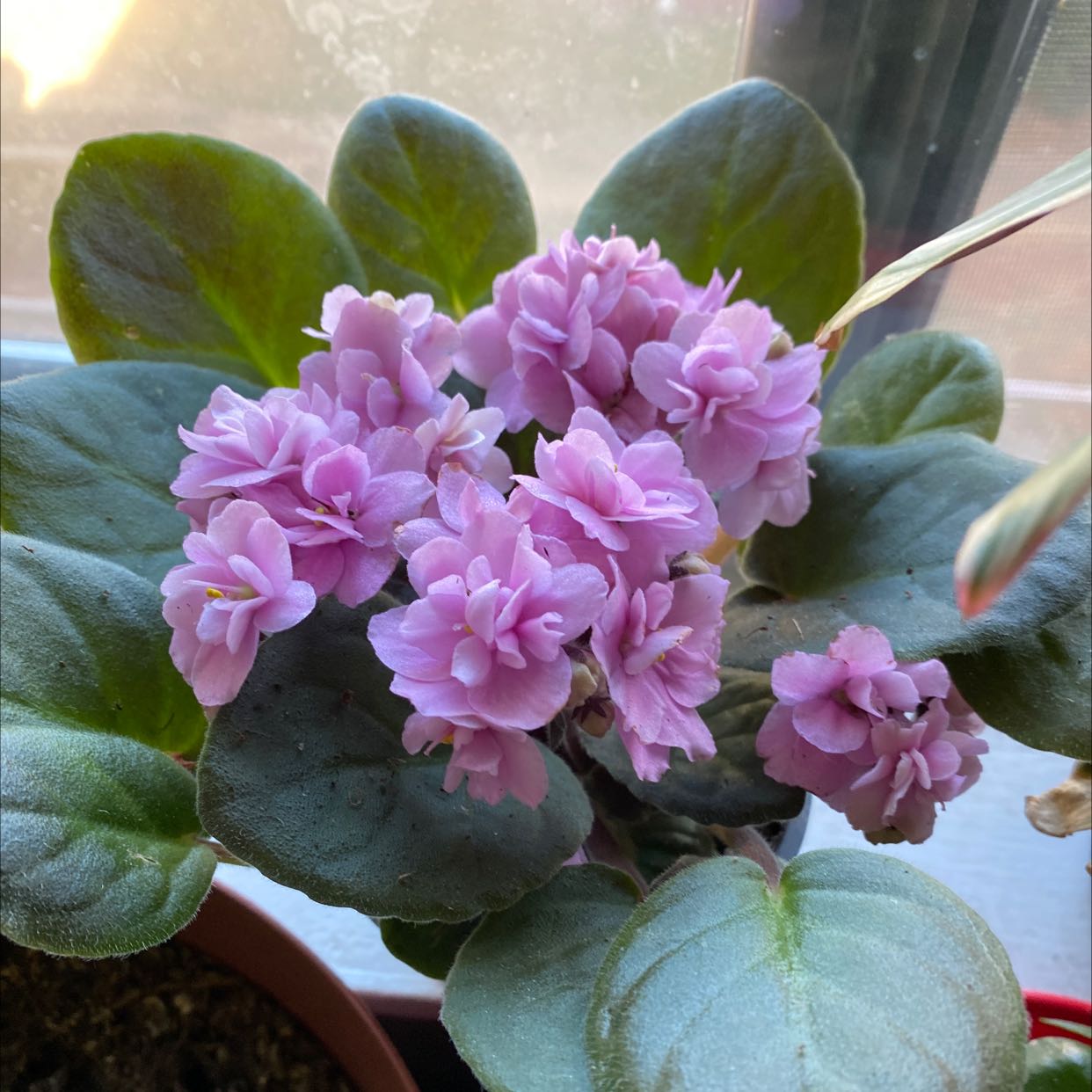 Photo of the plant species Kenyan Violet by @ValiantFlax named Rainier on Greg, the plant care app