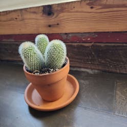 Twin Spined Cactus plant