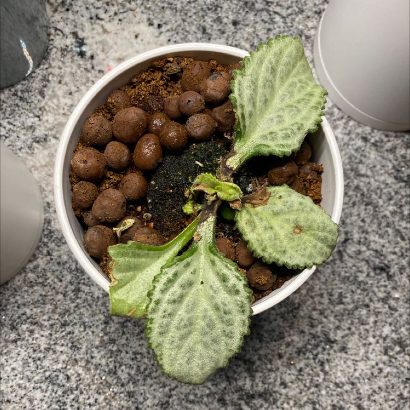 Photo of the plant species Loki Asian Violet by @UnfailingFlax named Fuzzy on Greg, the plant care app