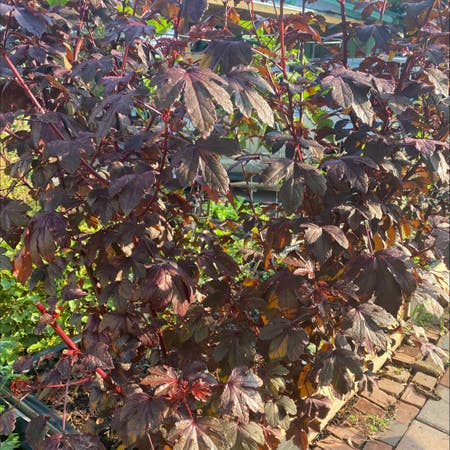 Photo of the plant species Bellyache Bush by Vividpeyote named Your plant on Greg, the plant care app