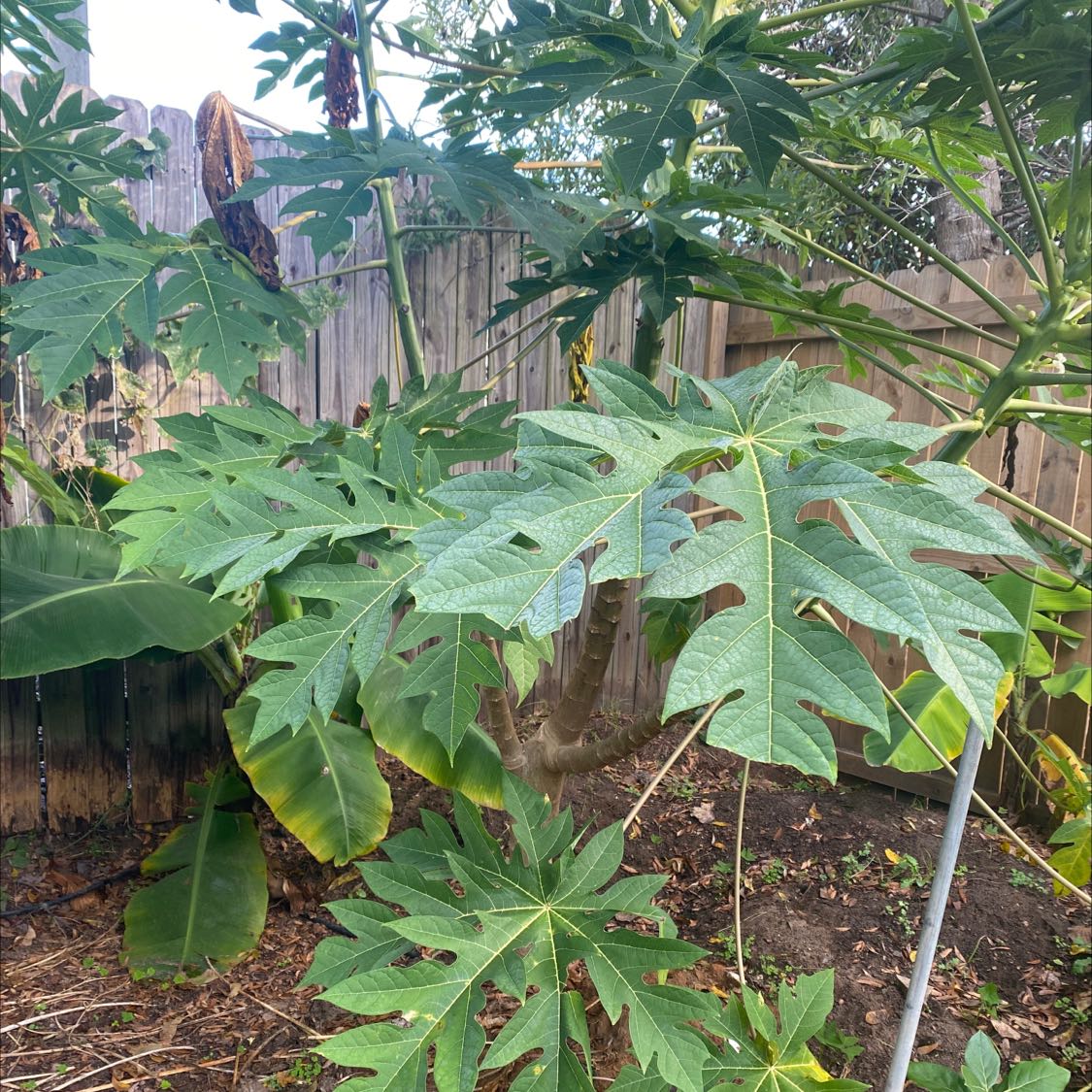Papaya plant with large, lobed leaves. Some leaves show browning and yellowing. Visible soil in garden.