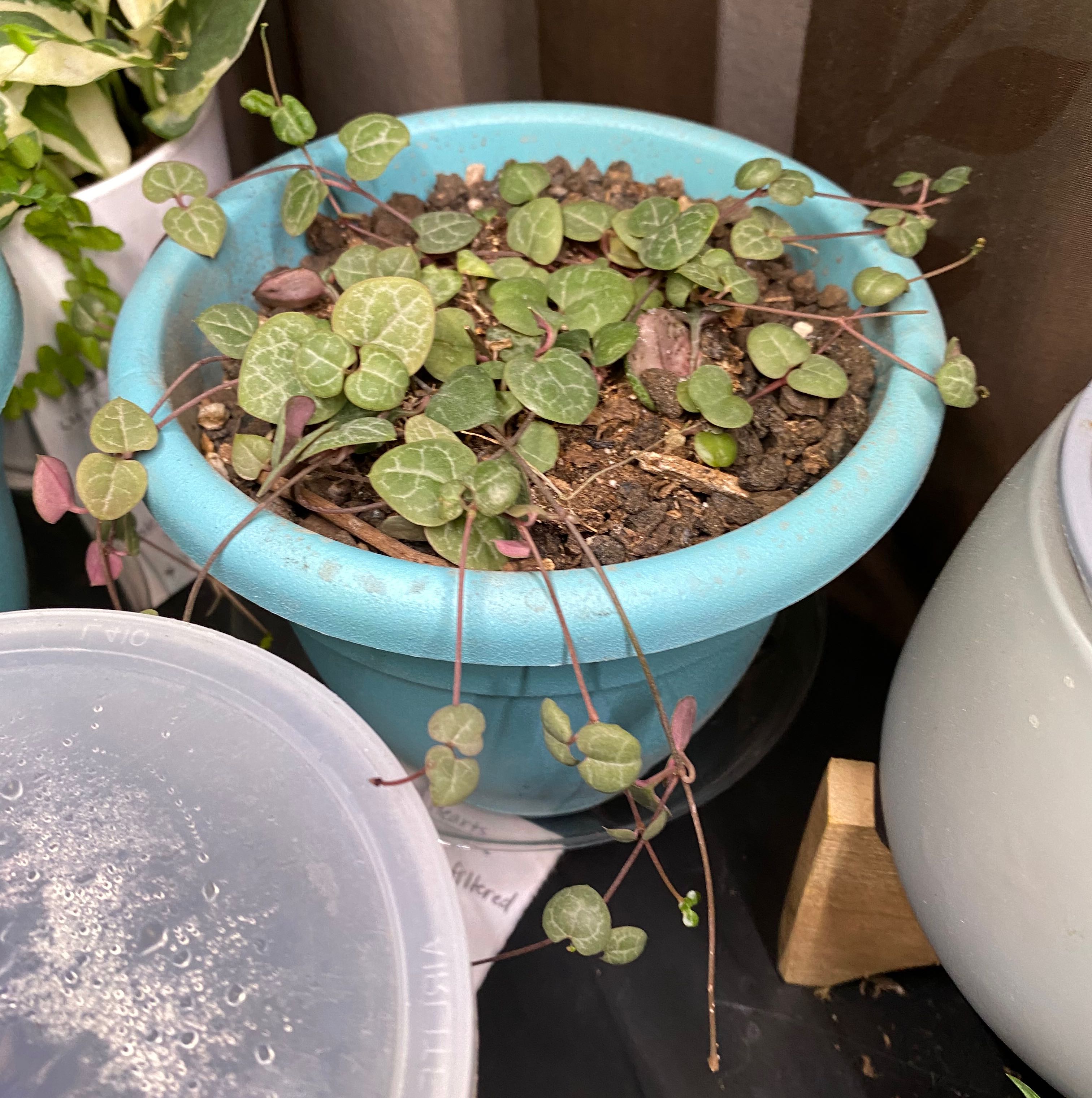 Photo of the plant species string of hearts by @AceSaguaro named Your plant on Greg, the plant care app