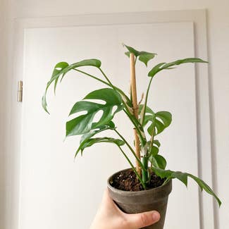 Mini Monstera plant in Somewhere on Earth