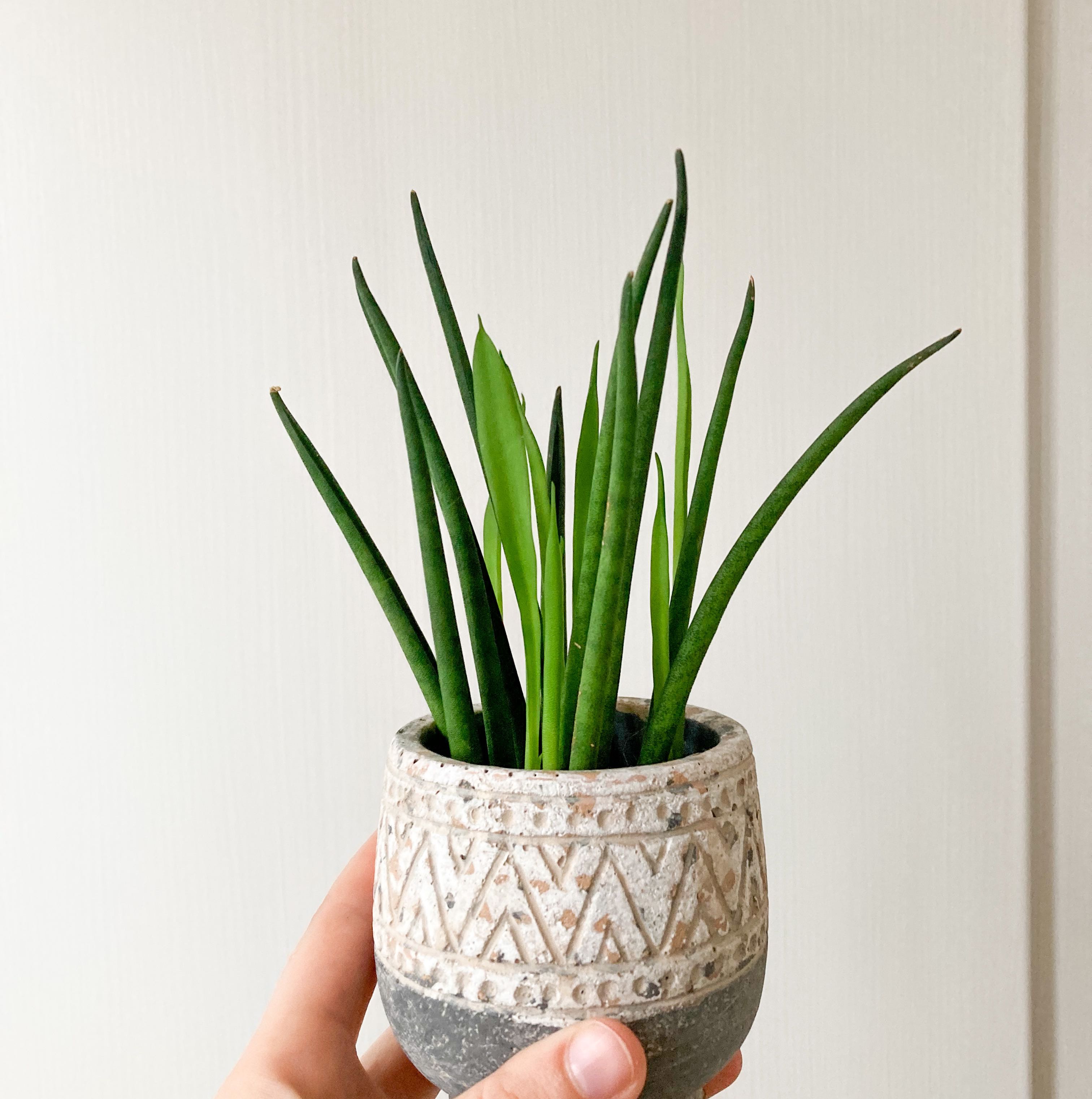 Photo of the plant species Cylindrical Snake Plant by @Michaelanocz named Mini Snakeplant on Greg, the plant care app