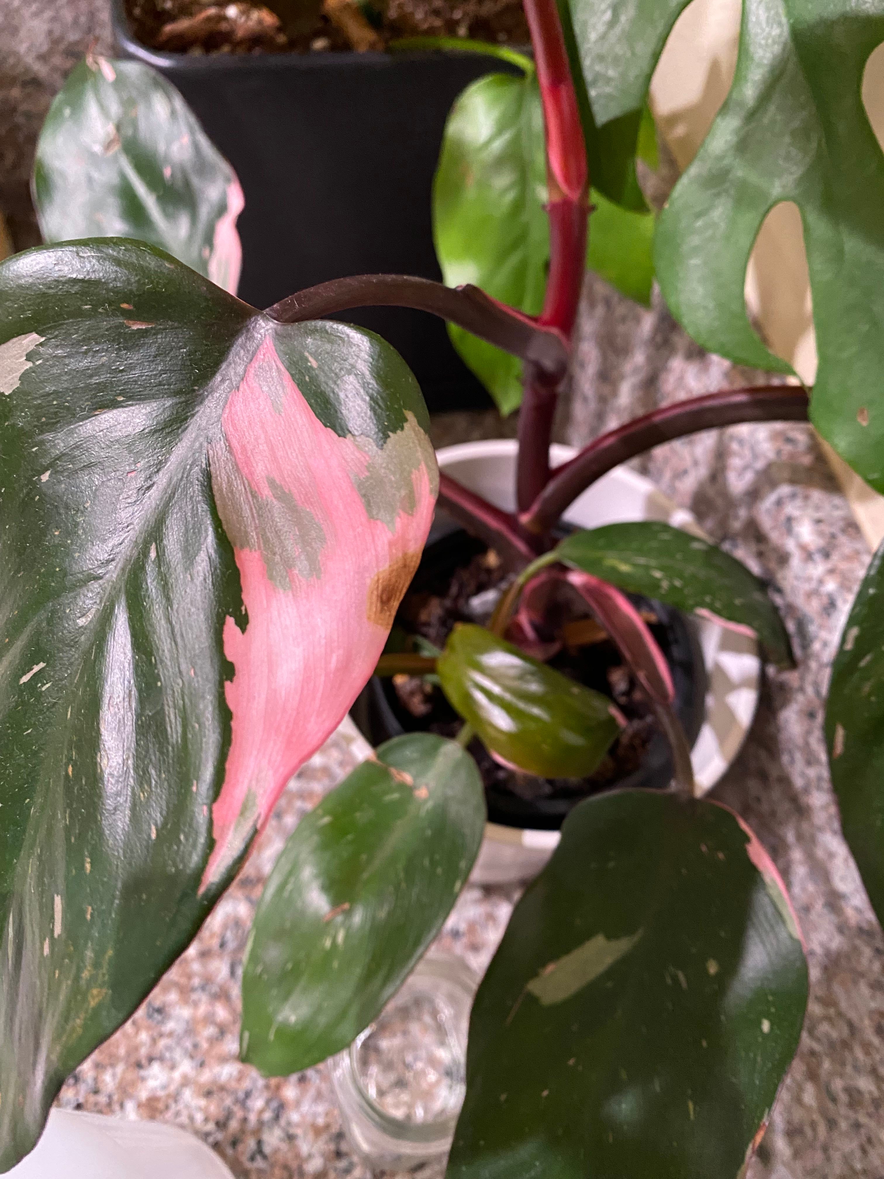 Brown spots on pink princess?