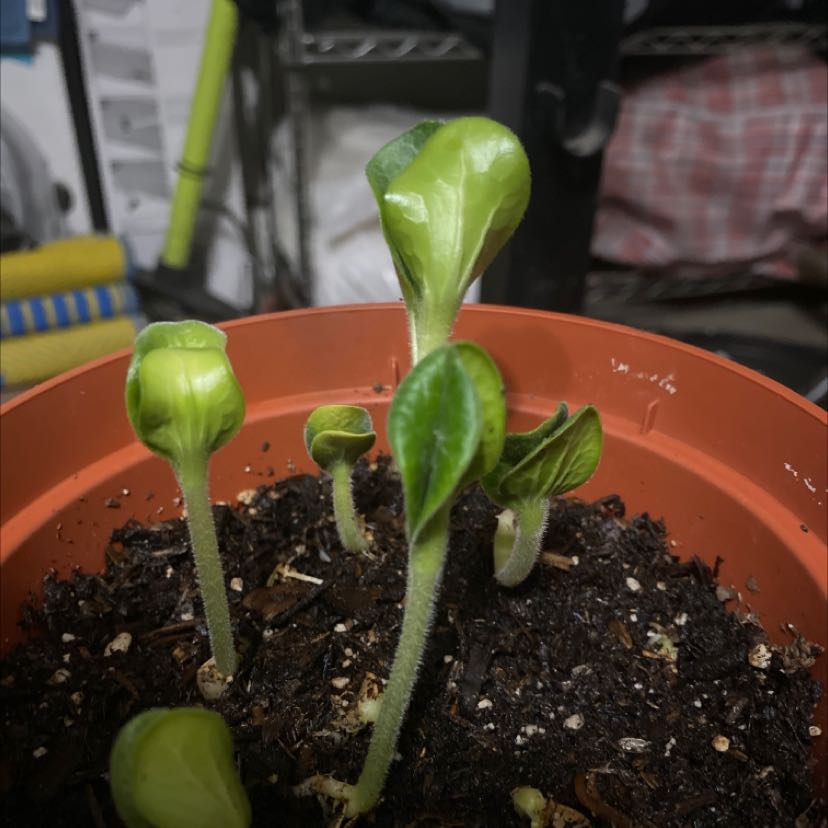 Photo of the plant species Pumpkin Rougue Vif D'Etampes by @AkaronBastal named Planty Plaro on Greg, the plant care app