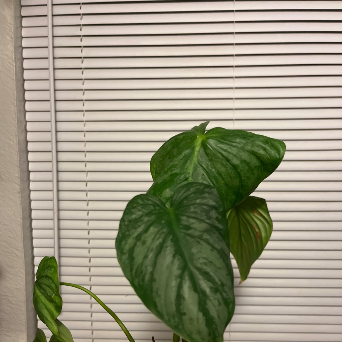Philodendron mamei plant with large green leaves and silver patterns, placed indoors in front of window blinds.