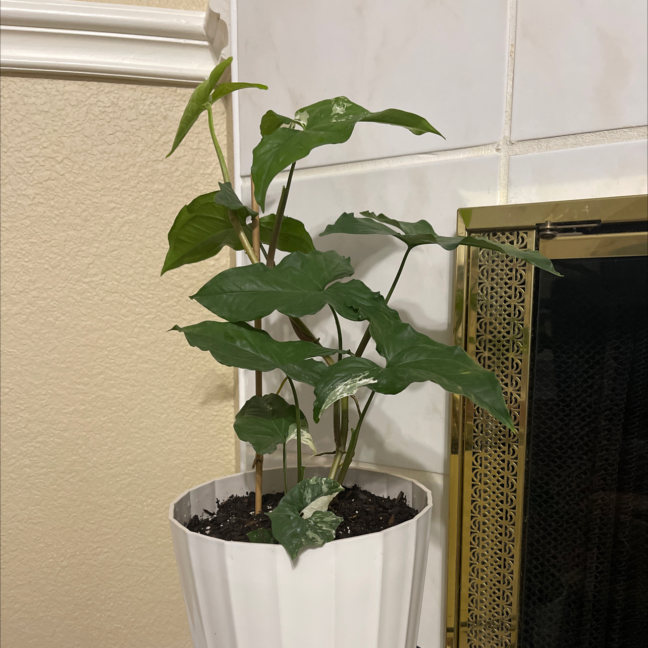 Photo of the plant species Syngonium Green by @DefiniteBegonia named Your plant on Greg, the plant care app