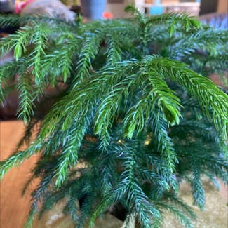 Norfolk Island Pine plant in Charlotte, North Carolina