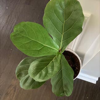 Fiddle Leaf Fig plant in Charlotte, North Carolina