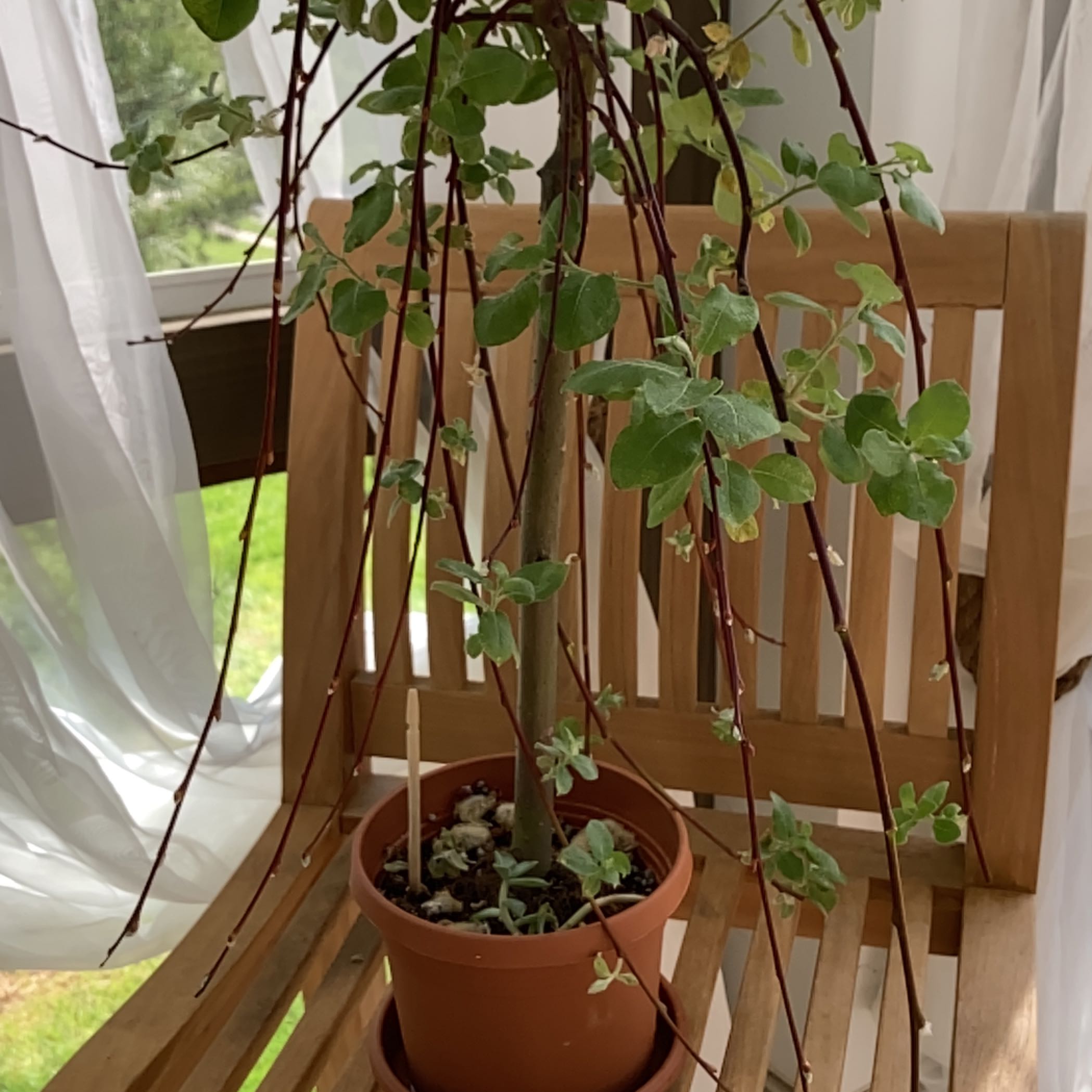 Potted Goat Willow plant with long branches and green leaves on a wooden chair near a window.