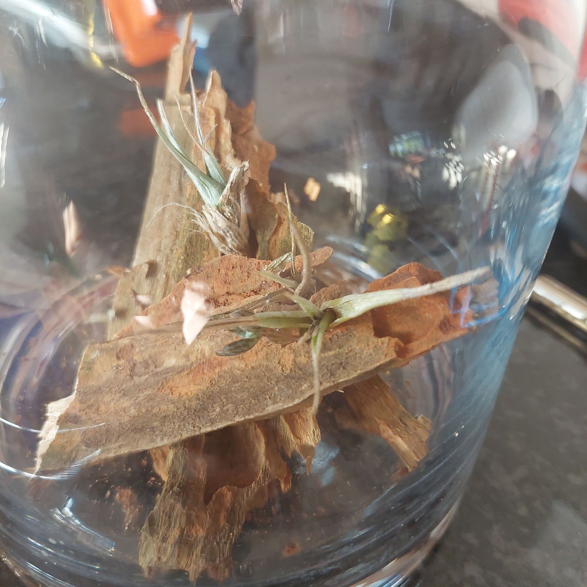 Aeranthos Air Plant placed on bark inside a glass container, showing thin leaves.