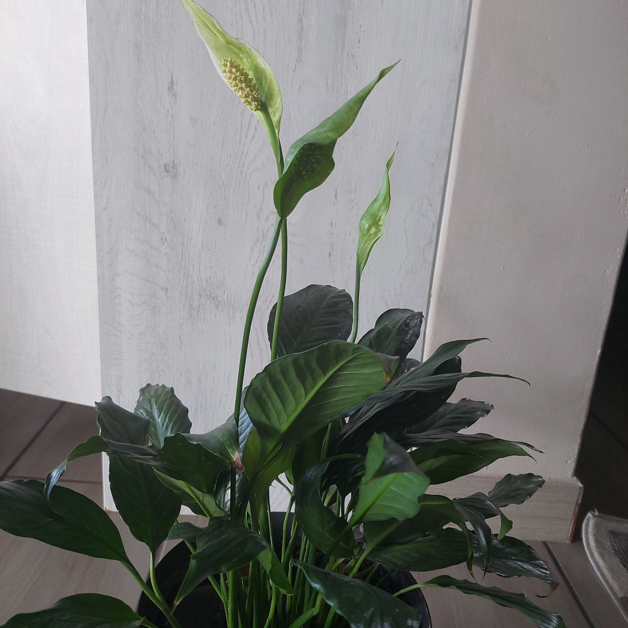 Peace lily