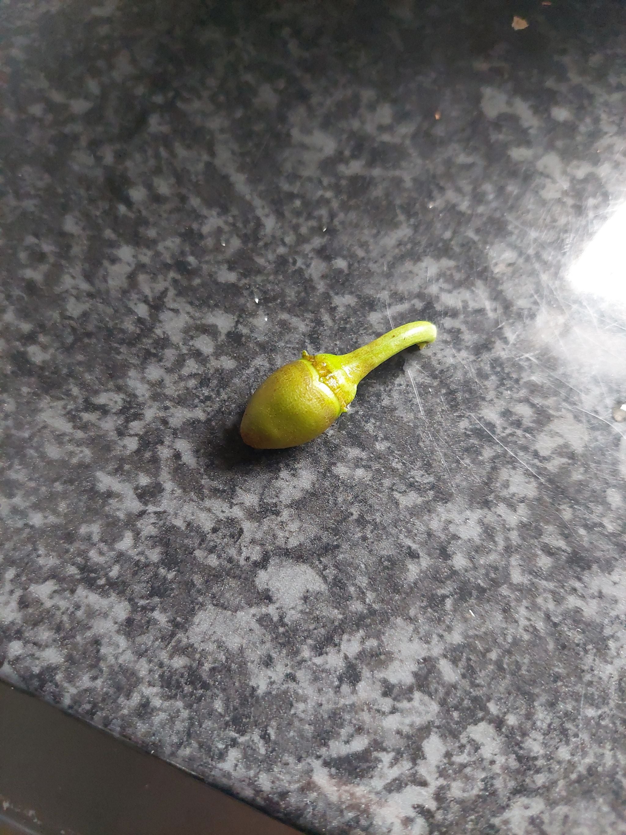 Bell peppers look sick