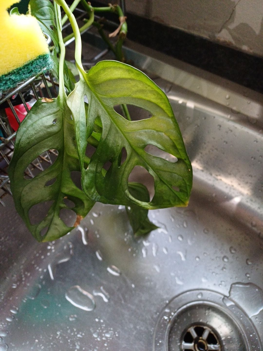 🧀 Why Are There Brown Spots On My Swiss Cheese Vine Leaves?
