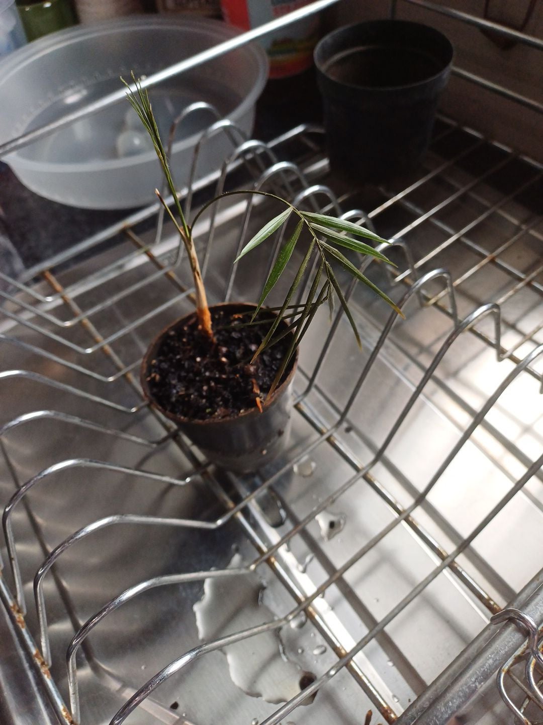 Pinangoid Palm Care 101 Water, Light & Growing Tips