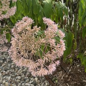 Photo of the plant species Hemp Agrimony by @DauntlessWorm named Stella on Greg, the plant care app