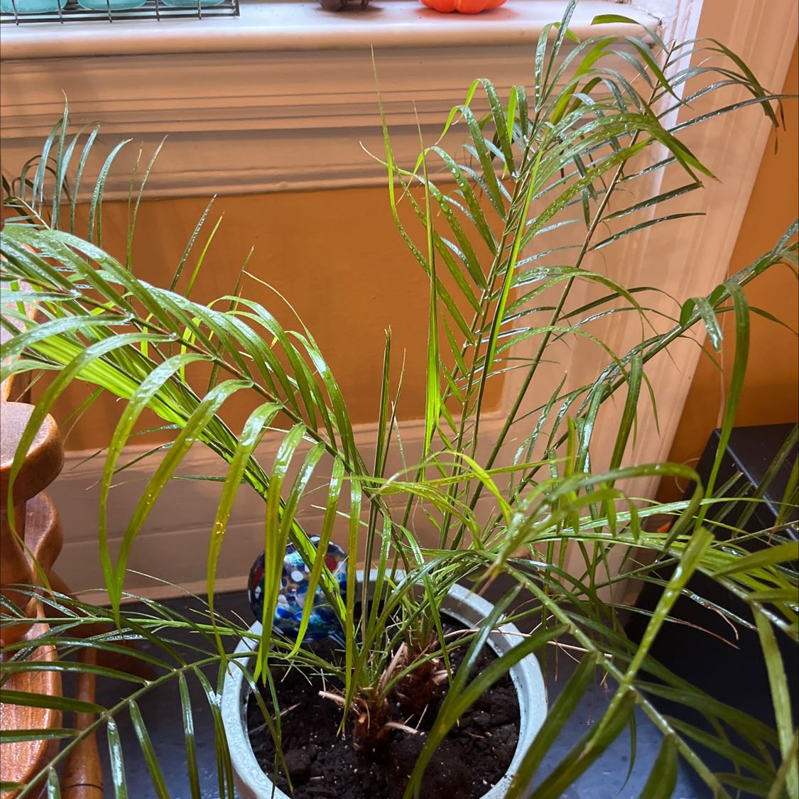 Queen Palm plant in a pot indoors with green fronds and visible soil.