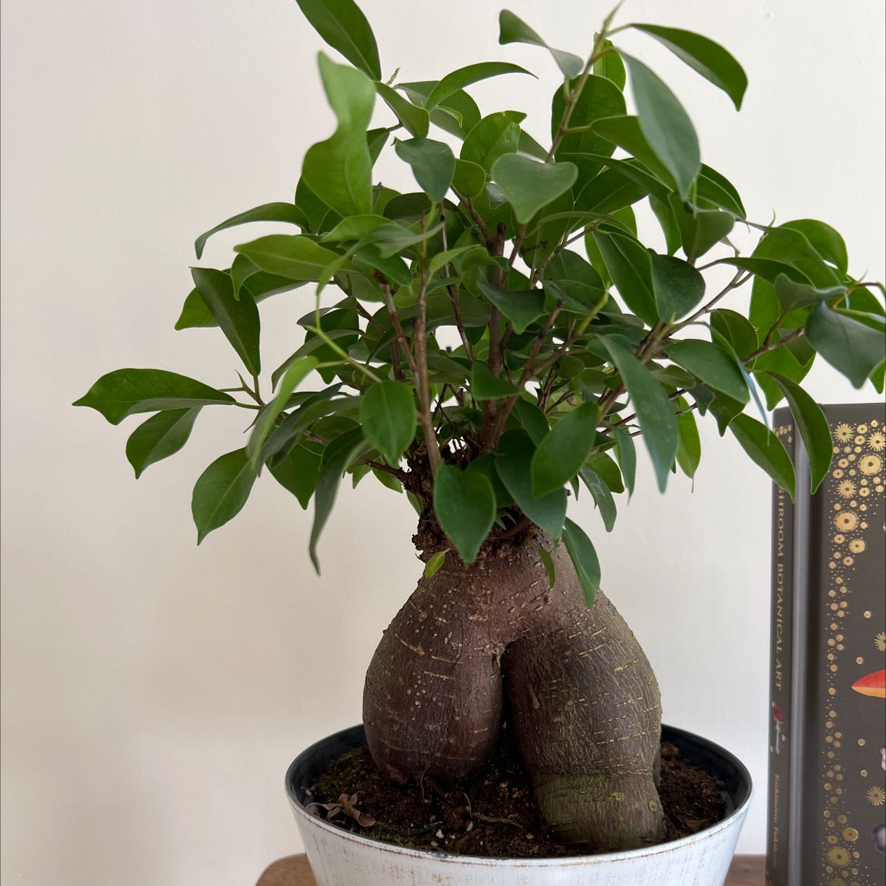 Photo of the plant species Ficus Ginseng by @SmartOnion named Bonsai on Greg, the plant care app