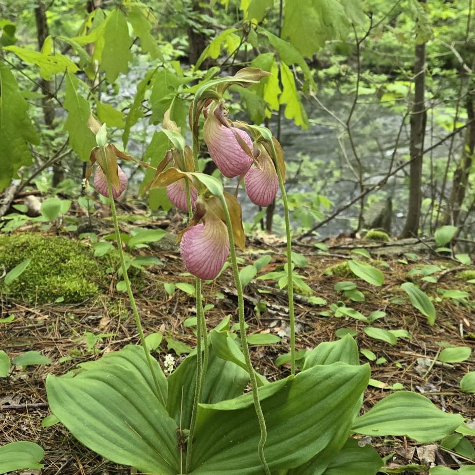 Photo of the plant species Lady's-Slipper Orchid by @SmartOnion named Sahara on Greg, the plant care app