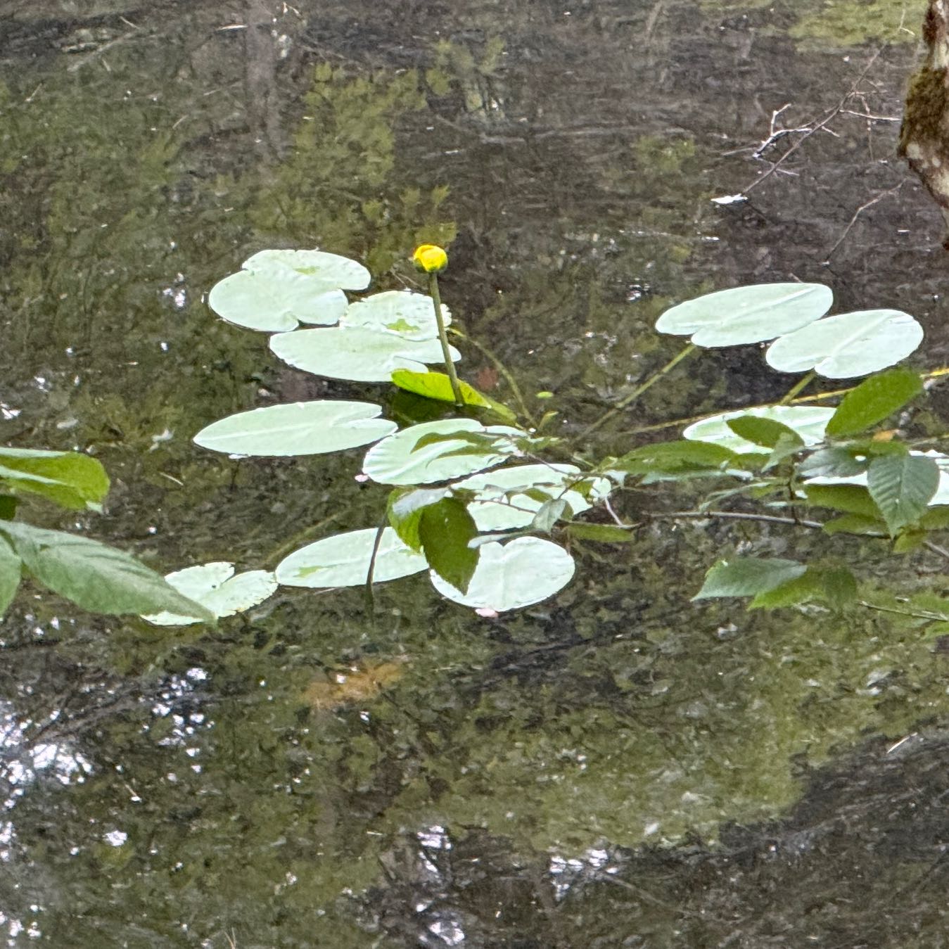 Photo of the plant species Yellow Pond-Lily by @SmartOnion named Gomez on Greg, the plant care app