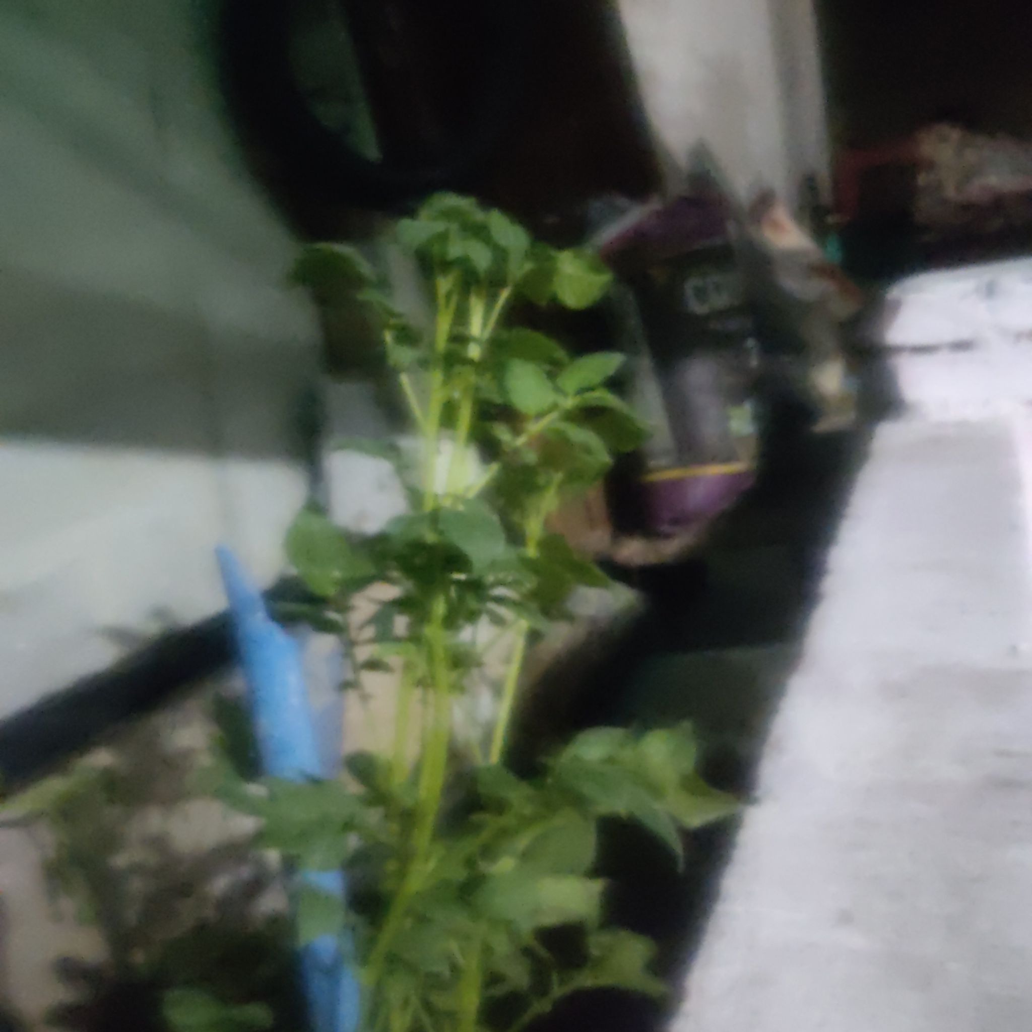Photo of the plant species fireweed by @ZanyPotatovine named Aloo on Greg, the plant care app