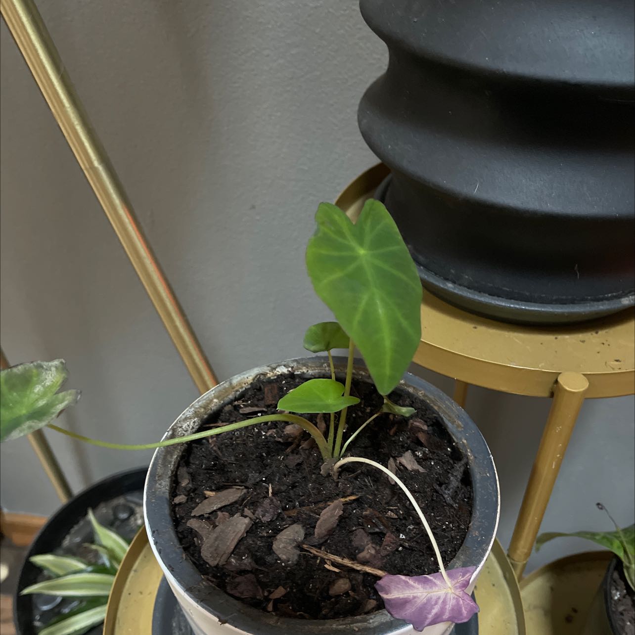 Young Colocasia 'Black Beauty' plant in a pot with visible soil and healthy leaves.