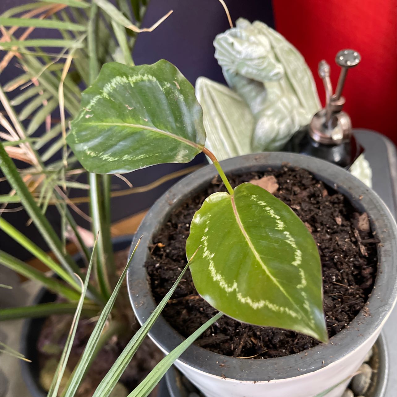 Photo of the plant species Jungle Cat Calathea by @ZappyMarjoram named Calathea on Greg, the plant care app