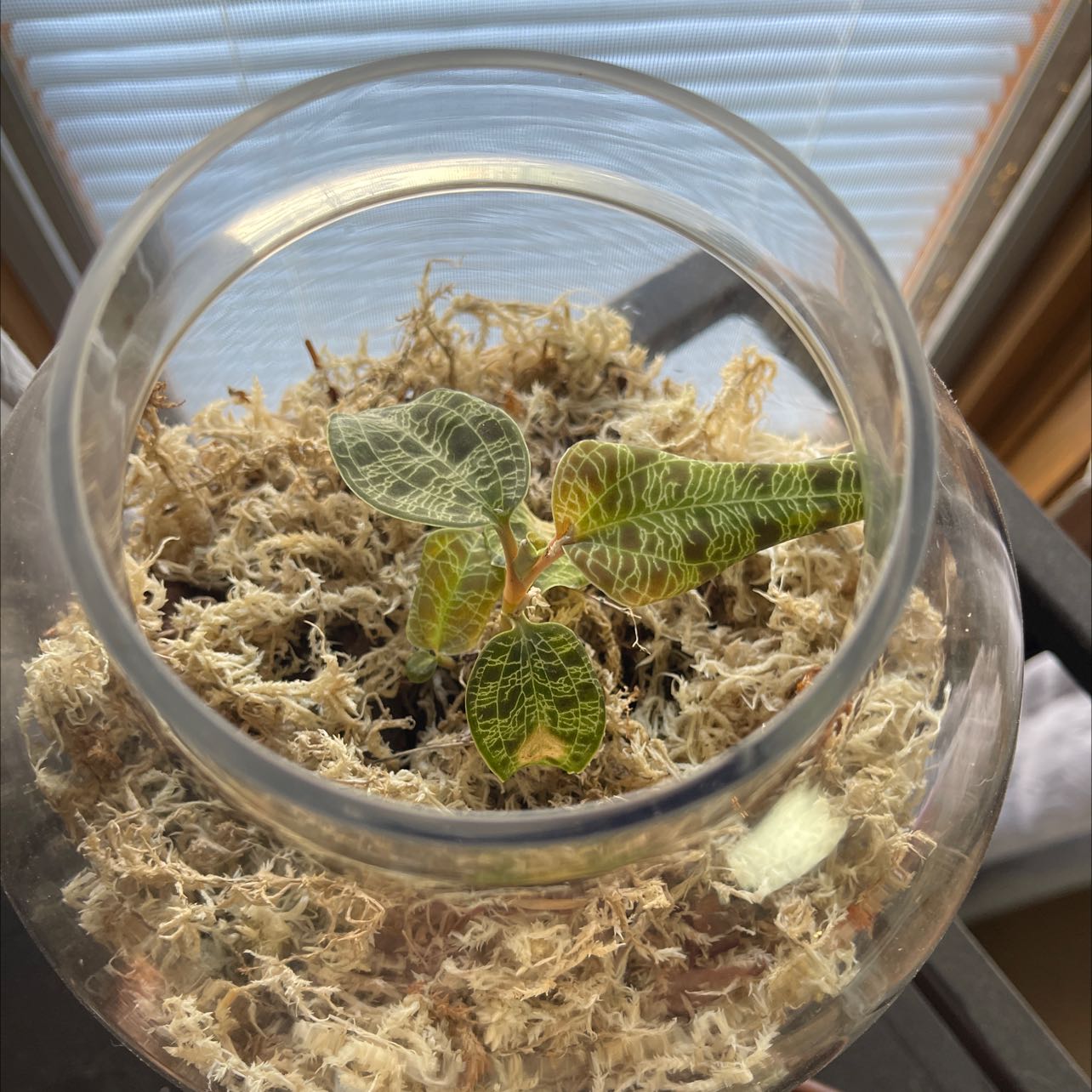Lightning Bolt Jewel Orchid in a glass container with moss substrate, healthy leaves.
