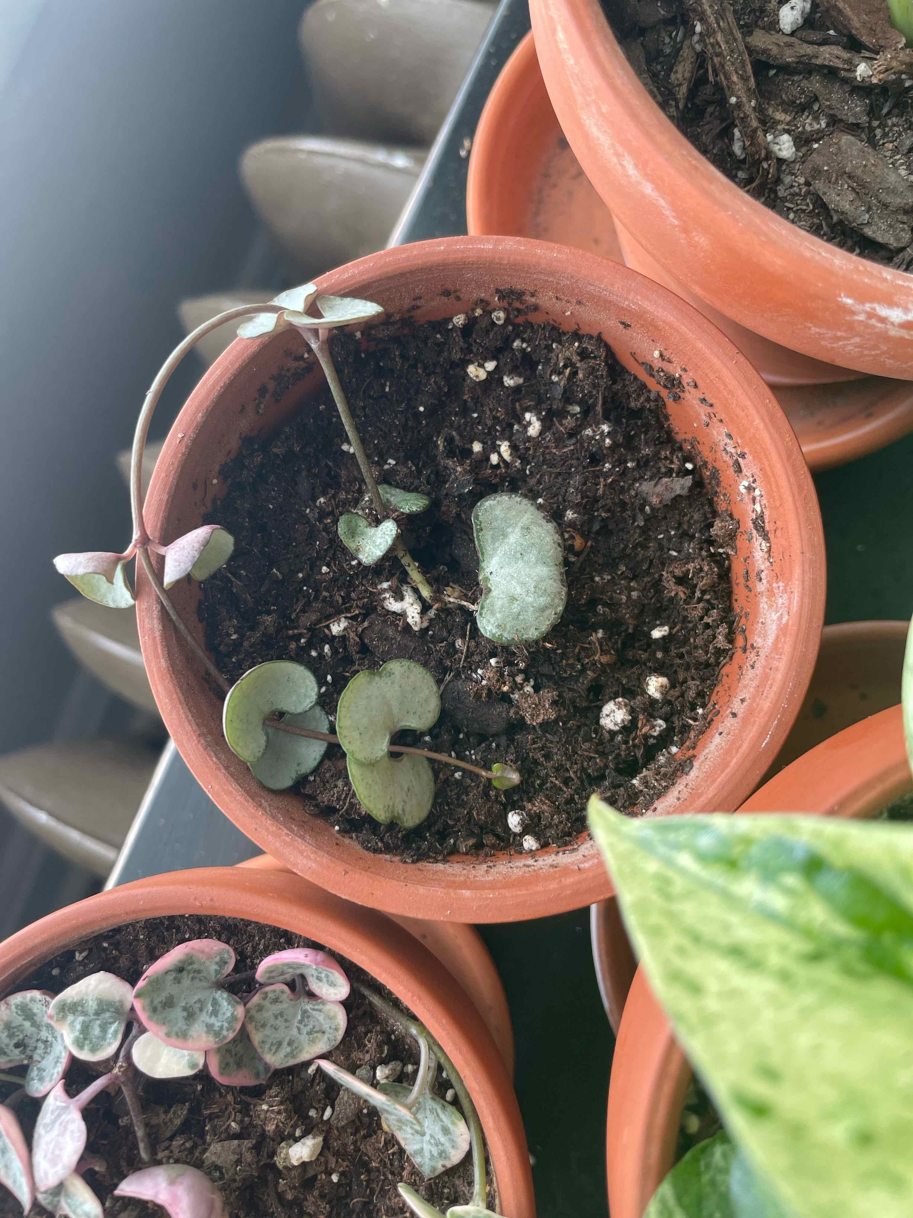 String of Hearts 'Silver Glory' plant in a terracotta pot with healthy soil.